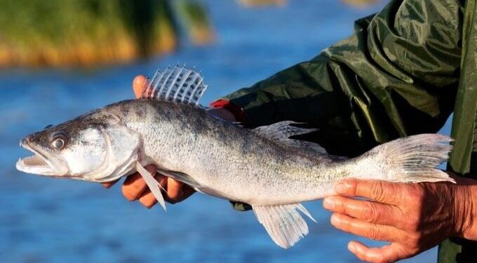 هفت‌گونه آبزیان تالاب انزلی در خطر انقراض هستند